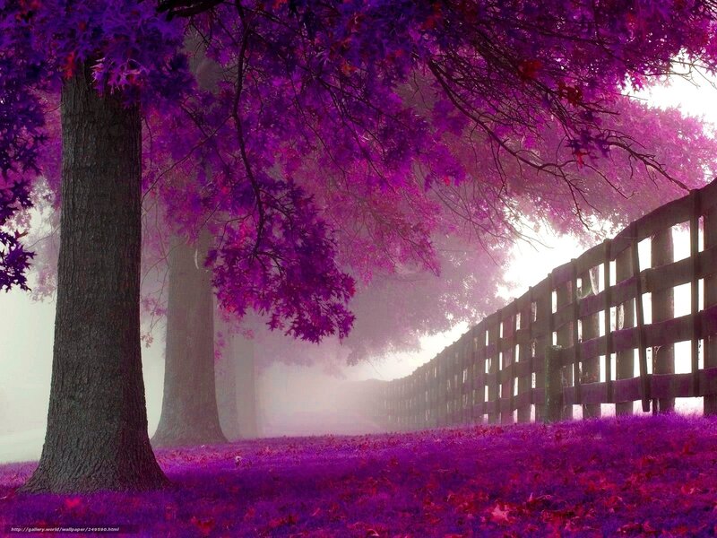 Purple autumn forest path