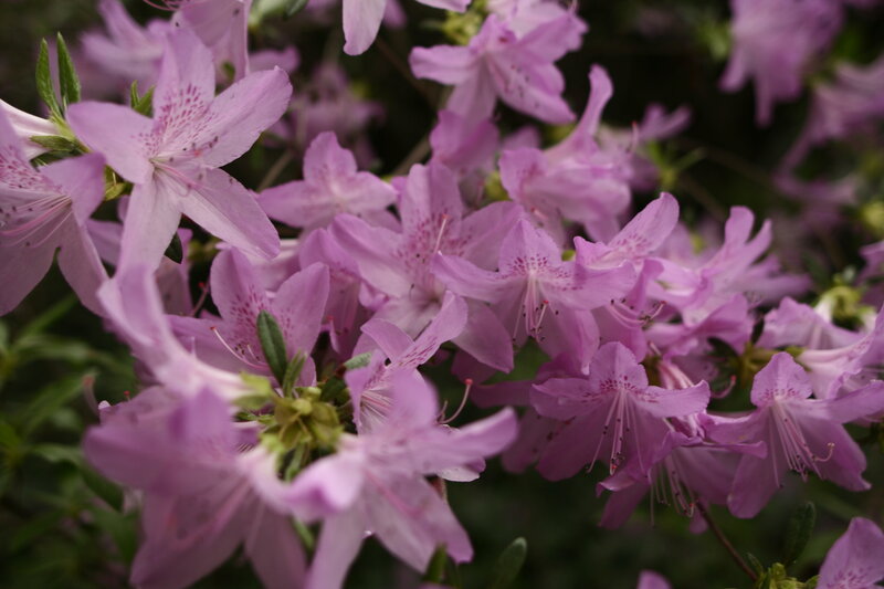 purple azalea blossoms