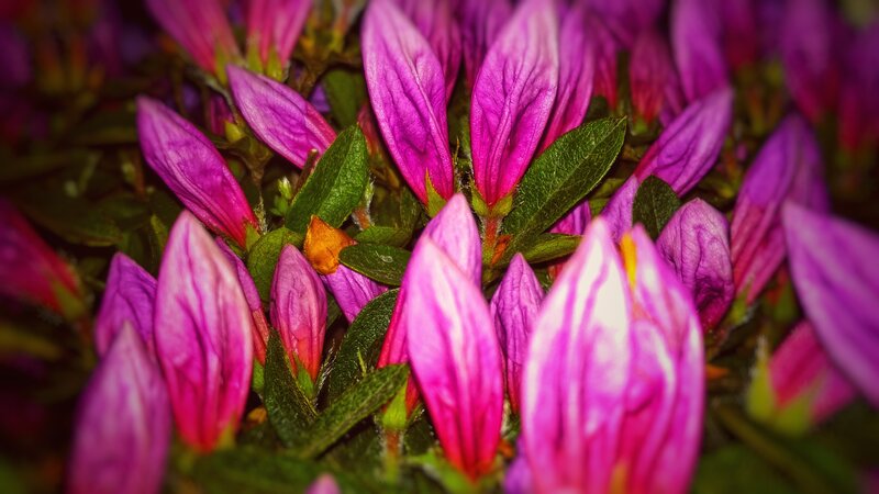 Purple Azalea Buds