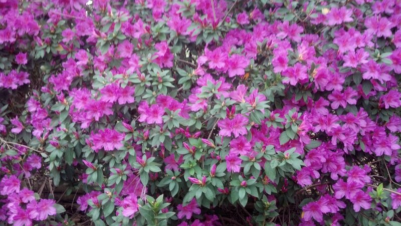 Purple Azalea Bush — Blooming