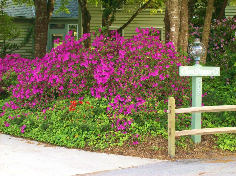 Purple Azalea Bush — Serene