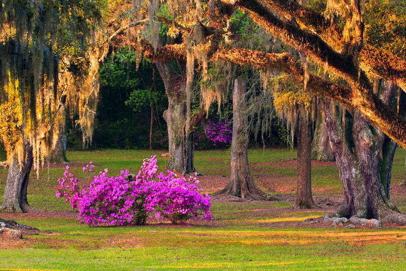 Purple Azalea Bush
