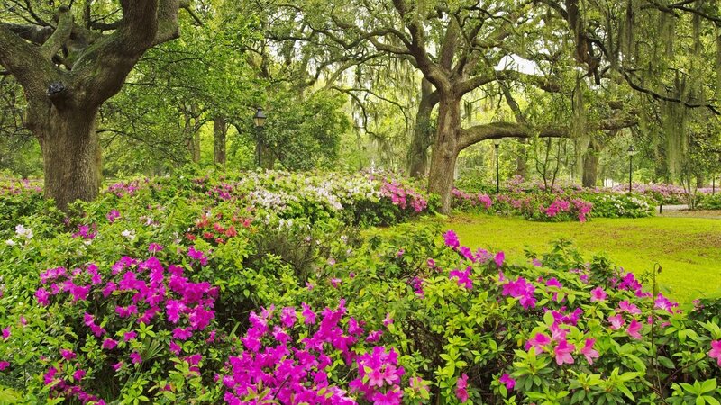 Purple Azalea Bushes — Green