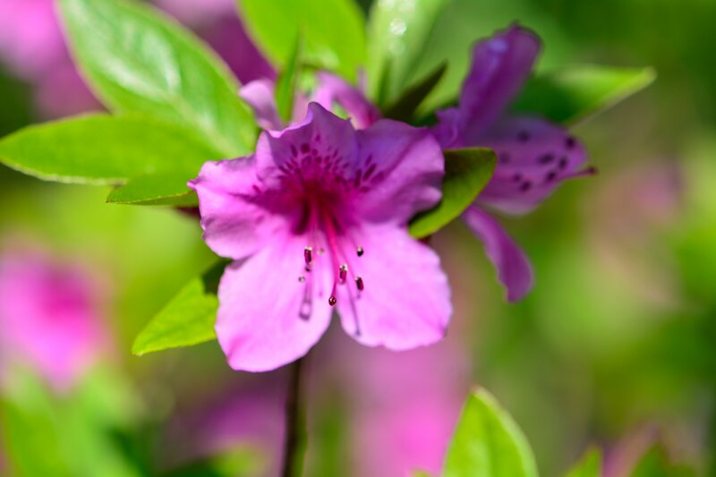 Purple Azalea Flower — Pink, Serene, Spring