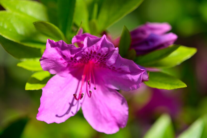 Purple Azalea Flower — Pink, Serene