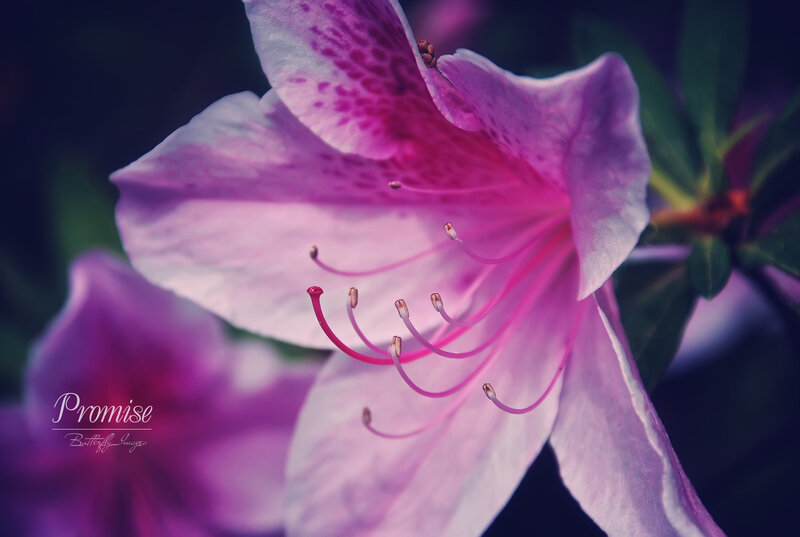 Purple Azalea Flower — Pink