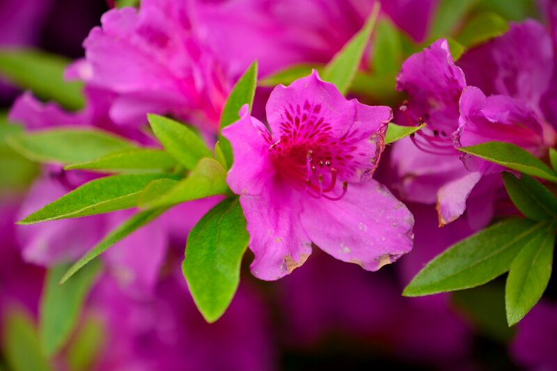 Purple Azalea Flower — Pink, Vibrant