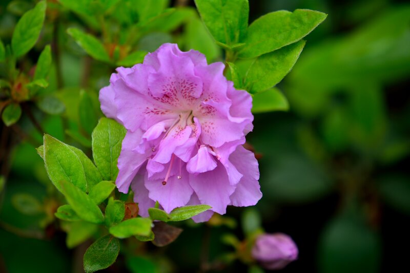 Purple Azalea Flower — Serene, Spring