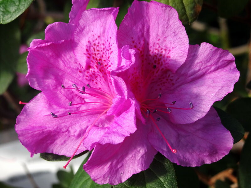 Purple Azalea Flower — Serene