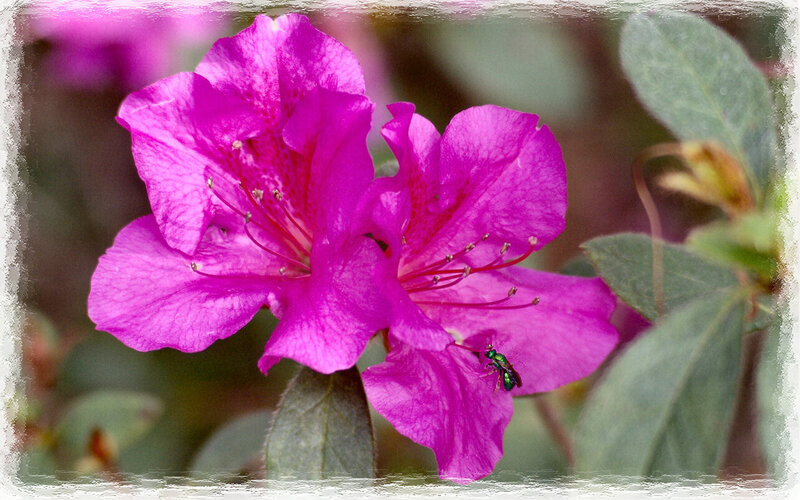 Purple Azalea Flower