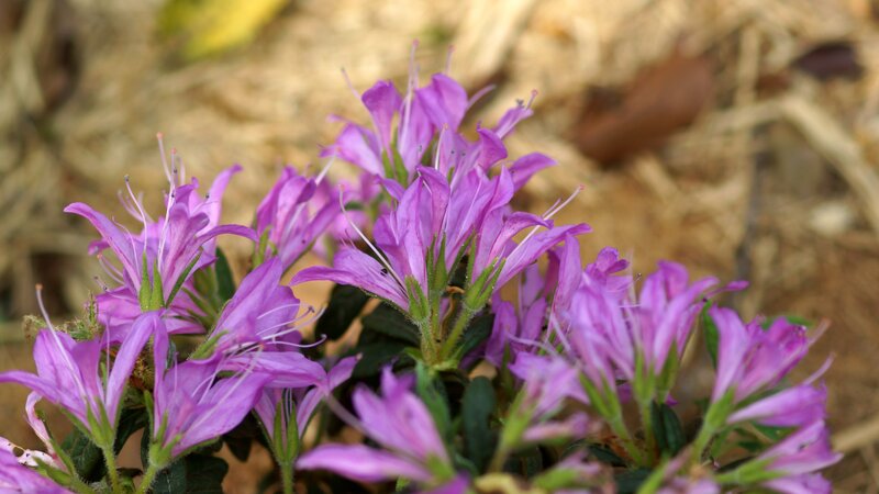 Purple Azalea Flowers — Calm, Spring