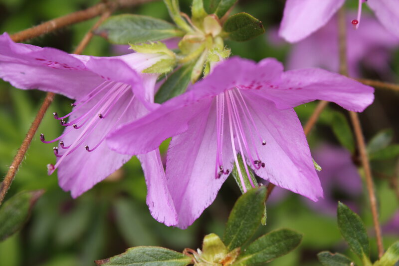 Purple Azalea Flowers — Calm