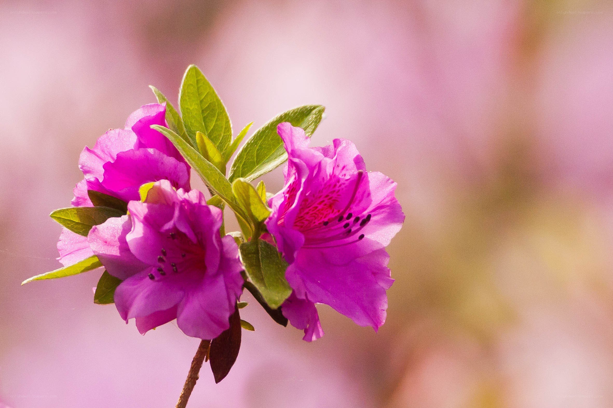 Purple azalea flowers in bloom