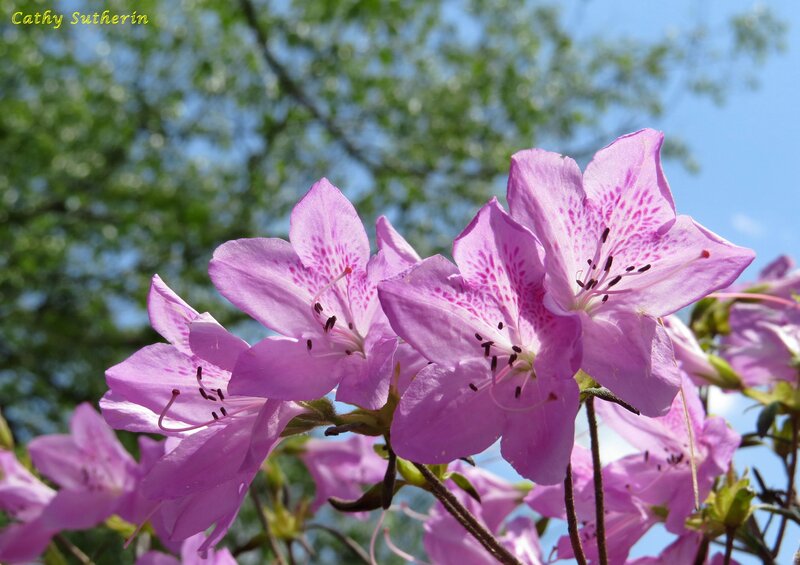 Purple Azalea Flowers — Pink