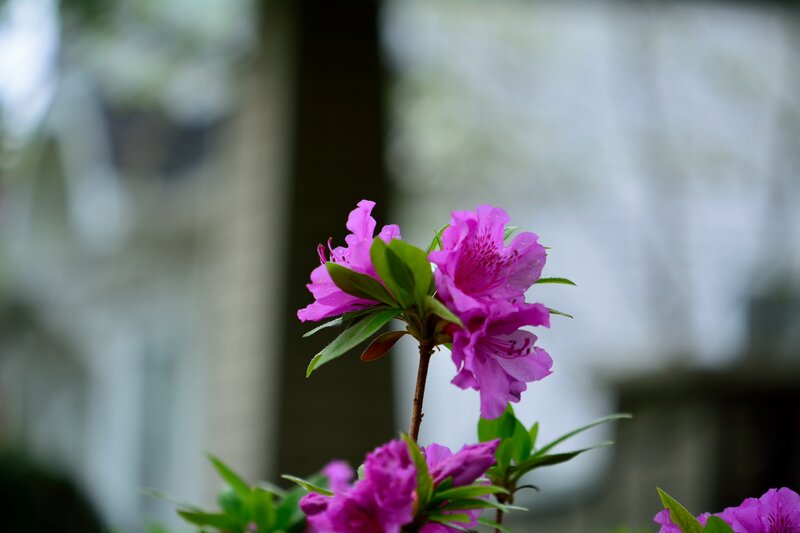 Purple Azalea Flowers — Serene, Spring