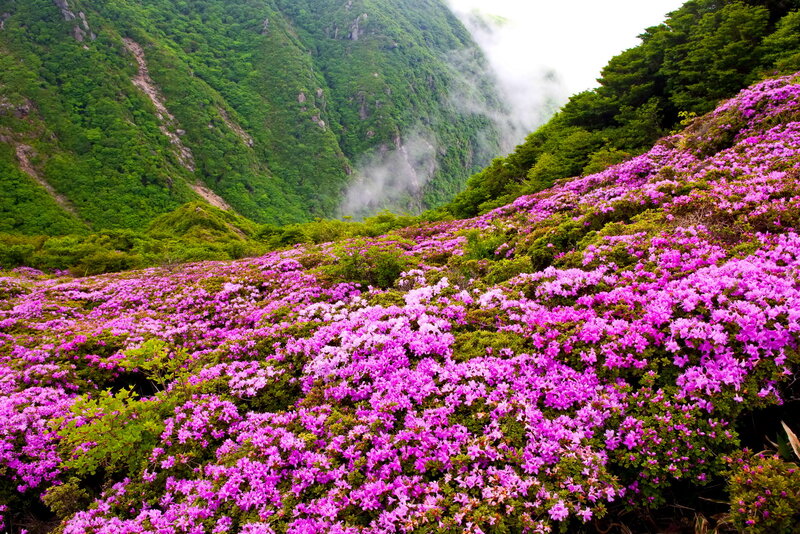 Purple Azalea Flowers — Serene