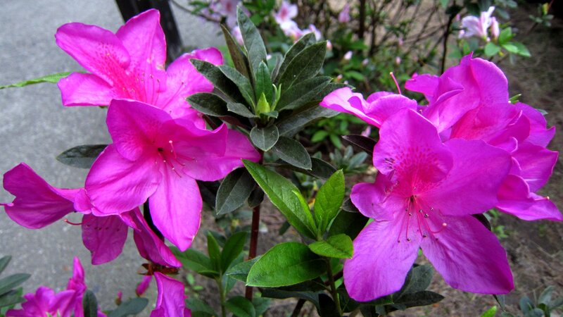 Purple Azalea Flowers