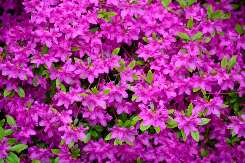 Purple Azalea Flowers — Vibrant, Spring, Photograph