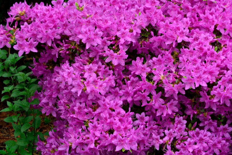 Purple Azalea Flowers — Vibrant, Spring