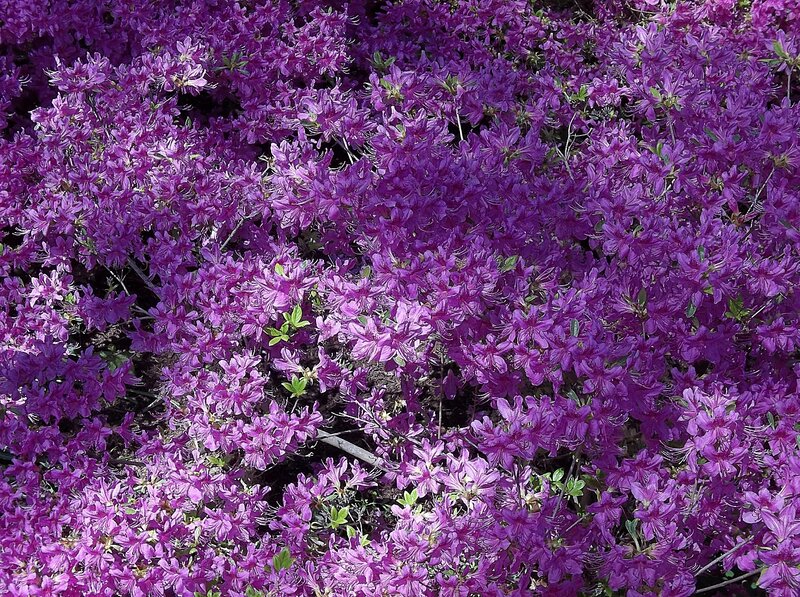 Purple Azalea Flowers — Vibrant