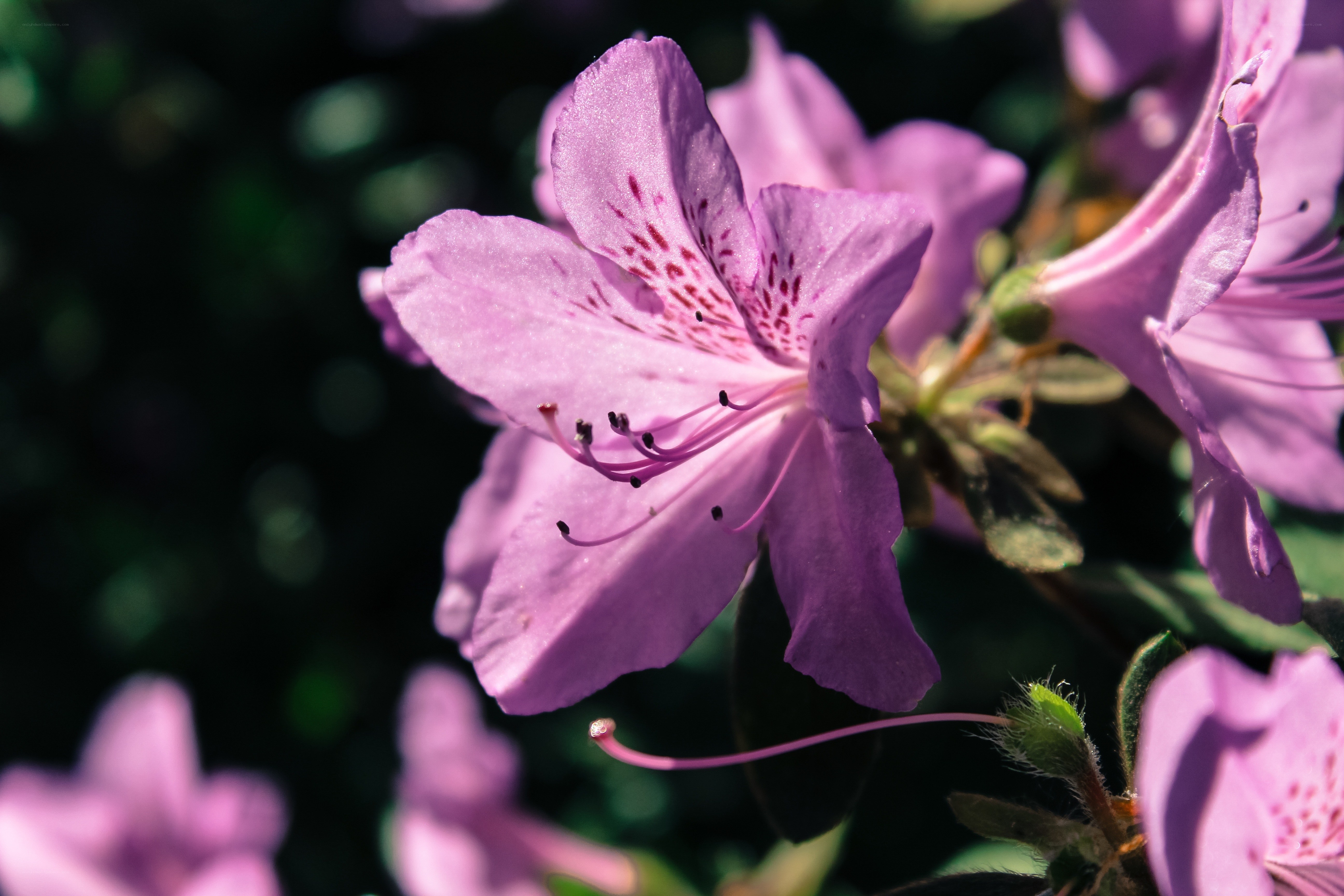 Purple azalea in sunlight