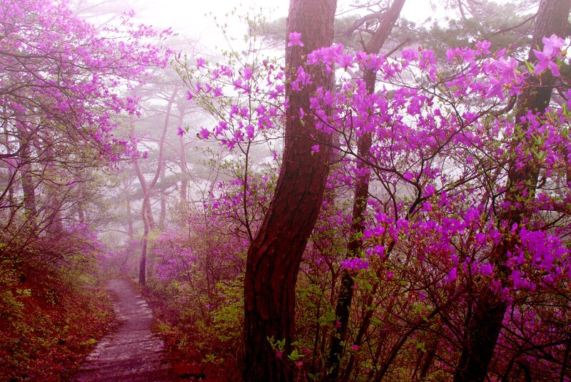 Purple Azaleas in Forest