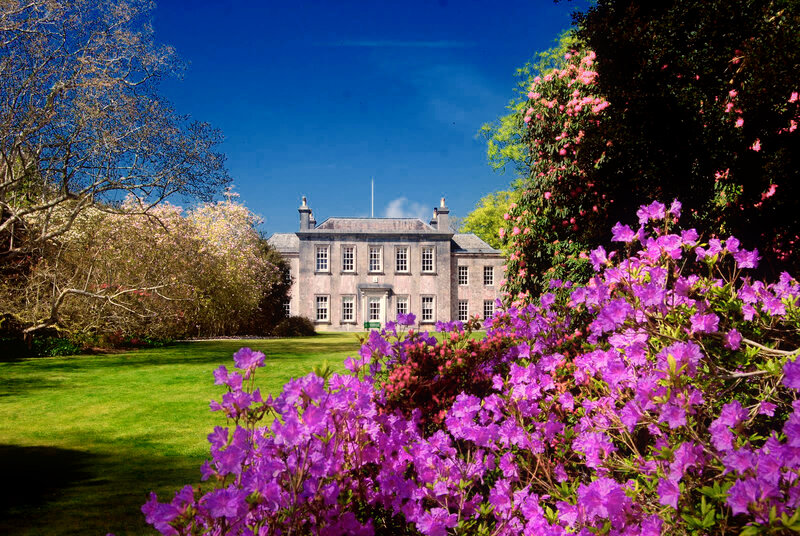 Purple Azaleas in Garden