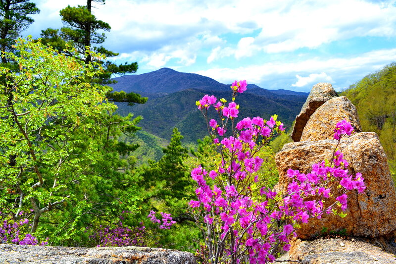 Purple Azaleas in Mountains
