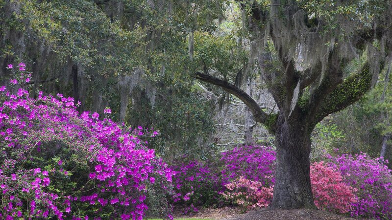 Purple Azaleas under Trees