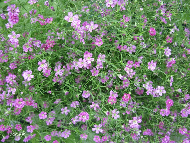 Purple Baby's Breath Flowers — Calm