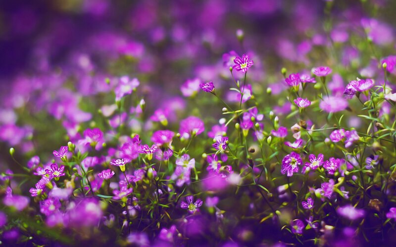 Purple Baby's Breath Flowers — Serene, Spring