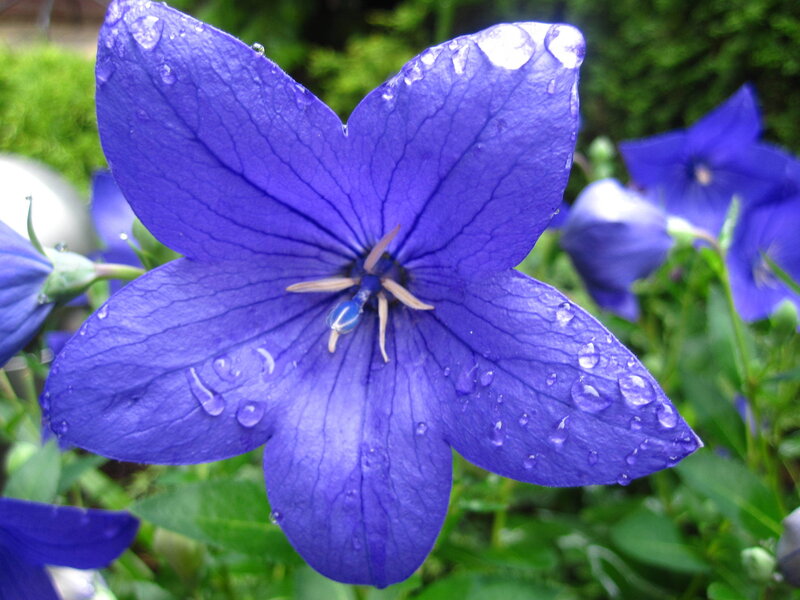 Purple Balloon Flower — Blue
