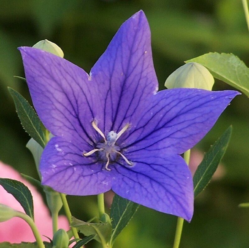 Purple Balloon Flower — Calm, Afternoon