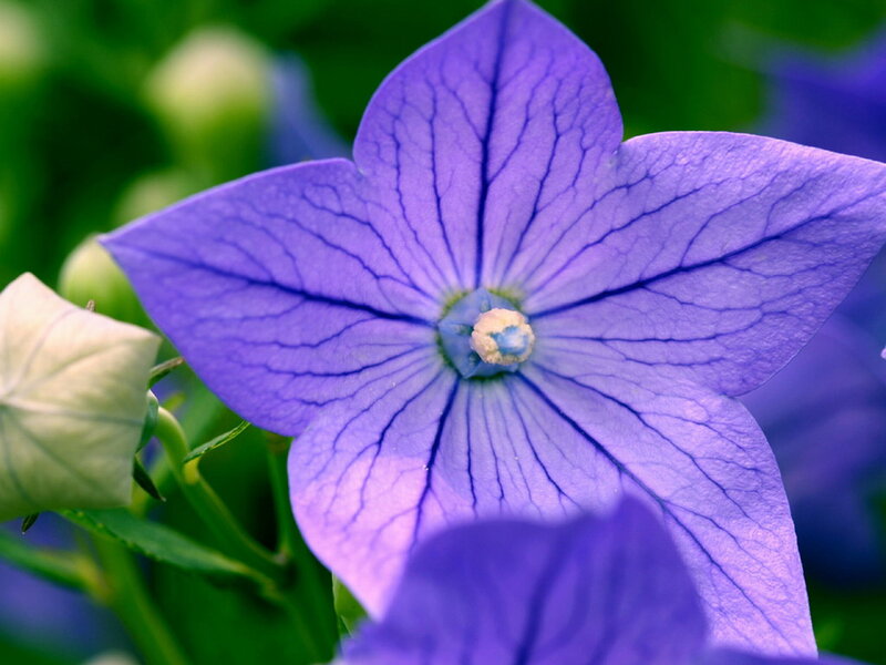 Purple Balloon Flower — Calm