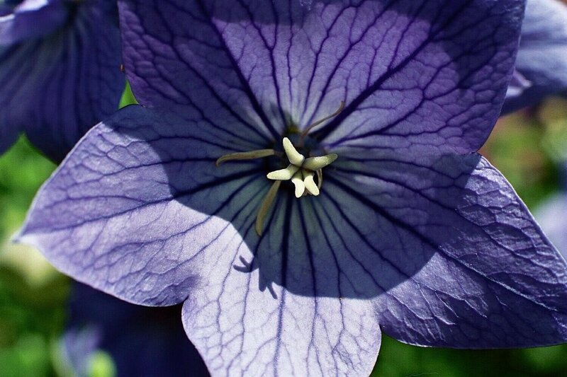purple balloon flower close-up