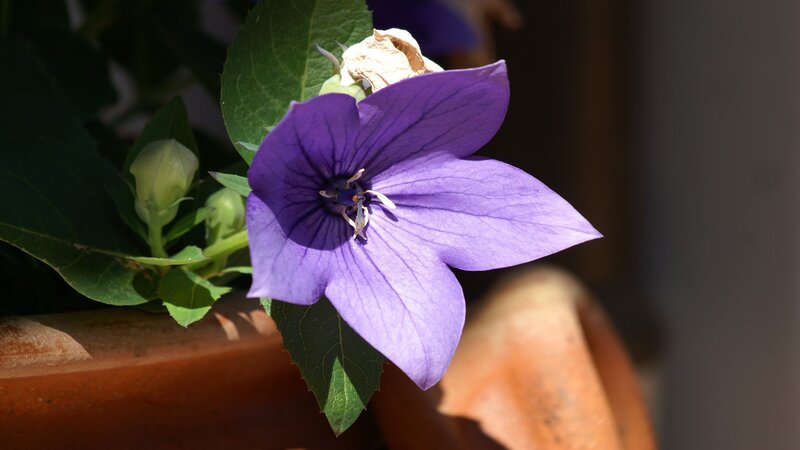 purple balloon flower in sunlight