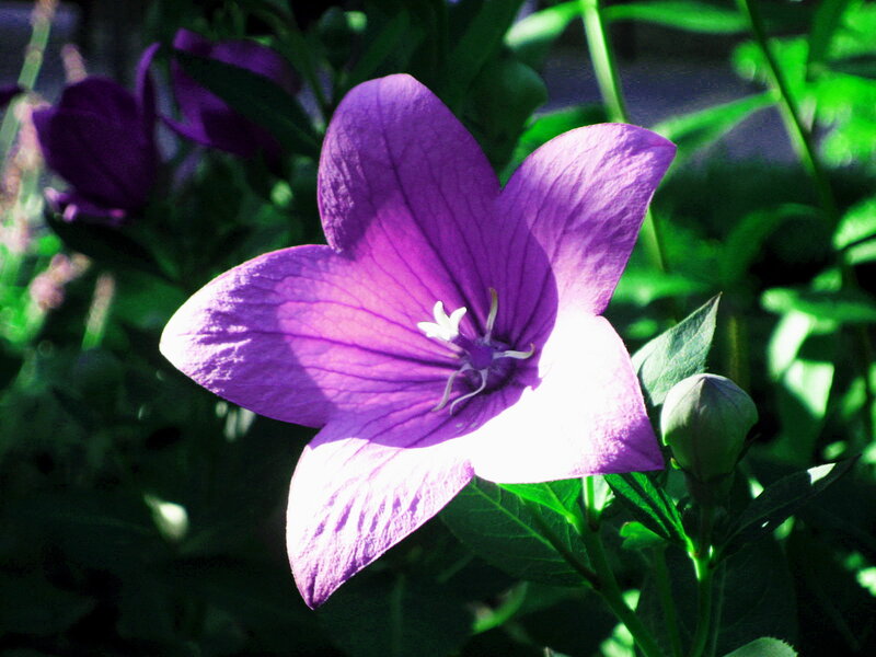 Purple Balloon Flower — Serene