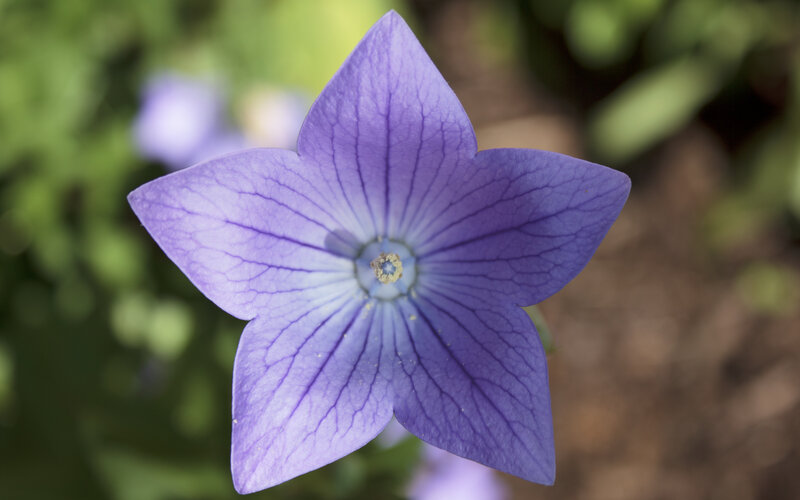 purple balloon flower