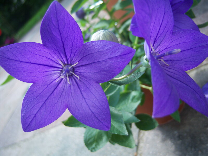 Purple balloon flowers in bloom