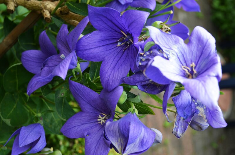 Purple Balloon Flowers