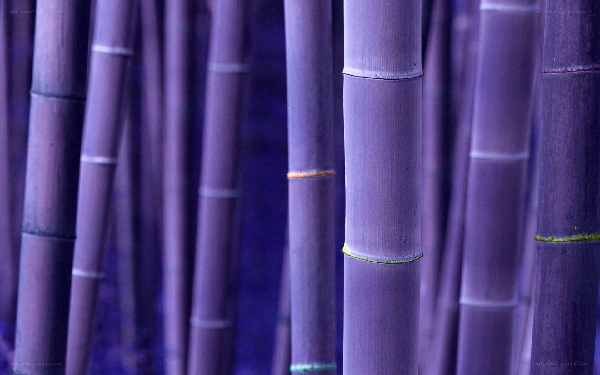 purple bamboo forest