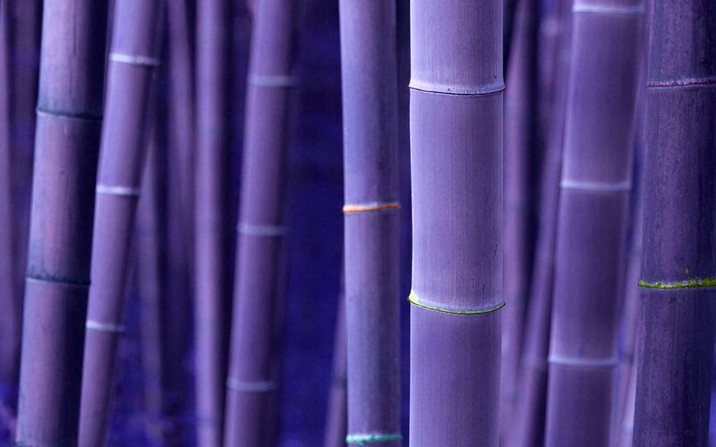purple bamboo forest