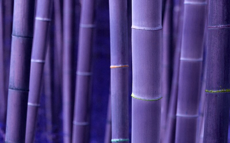 Purple Bamboo Stalks