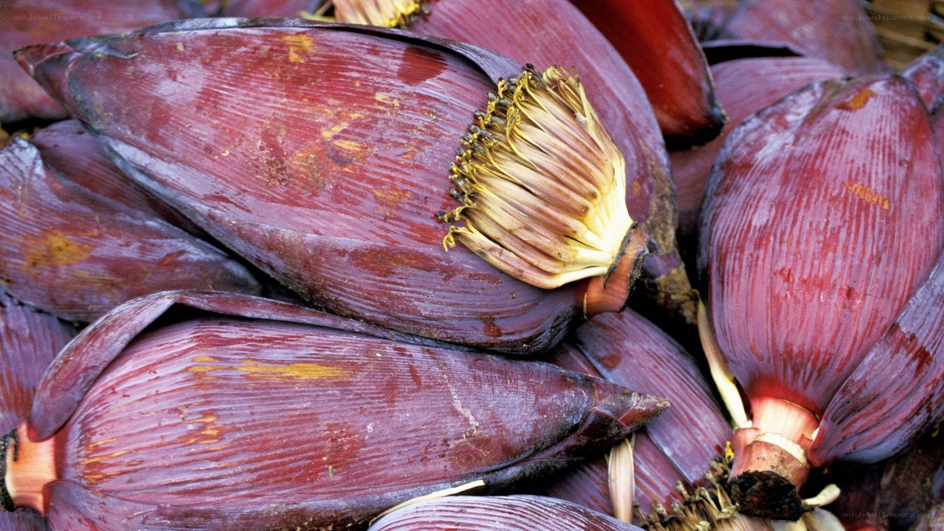 Purple banana blossoms