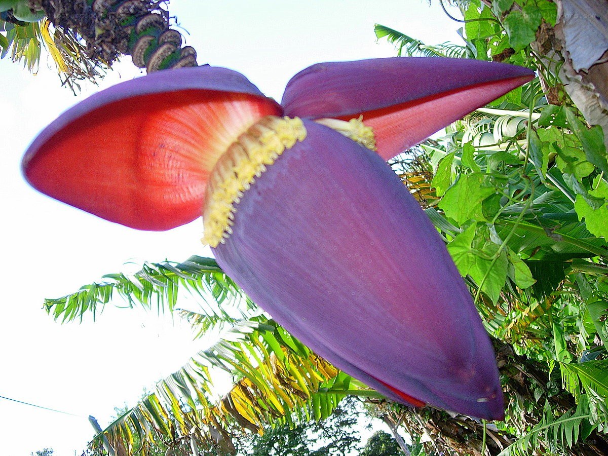 Purple banana flower bloom
