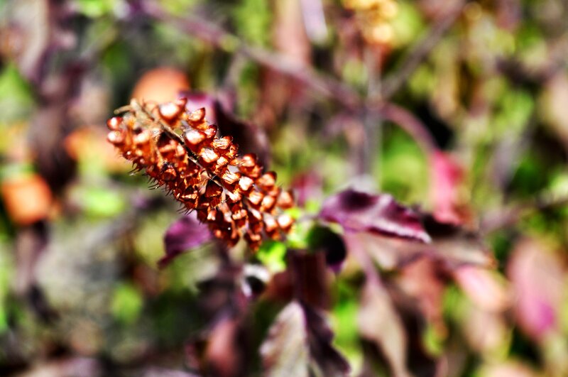 purple basil flower close-up