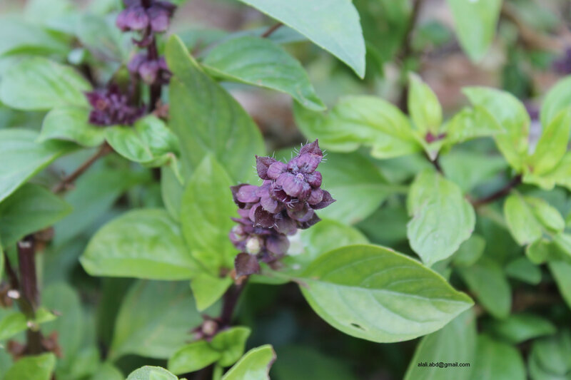 Purple Basil Flower