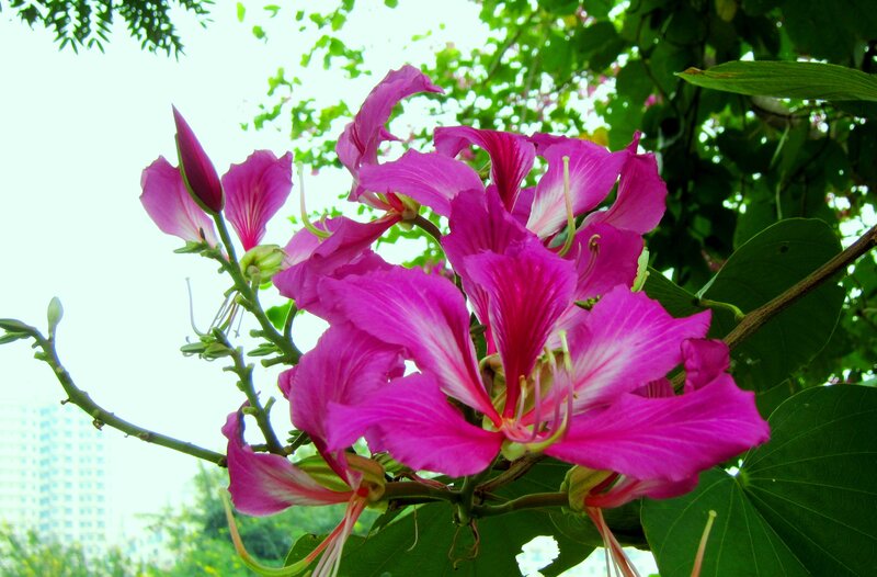 Purple Bauhinia Flowers — Pink
