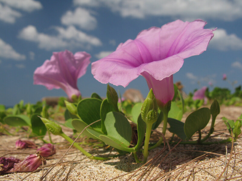 Purple Beach Morning Glory