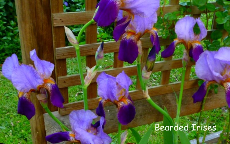 Purple Bearded Irises